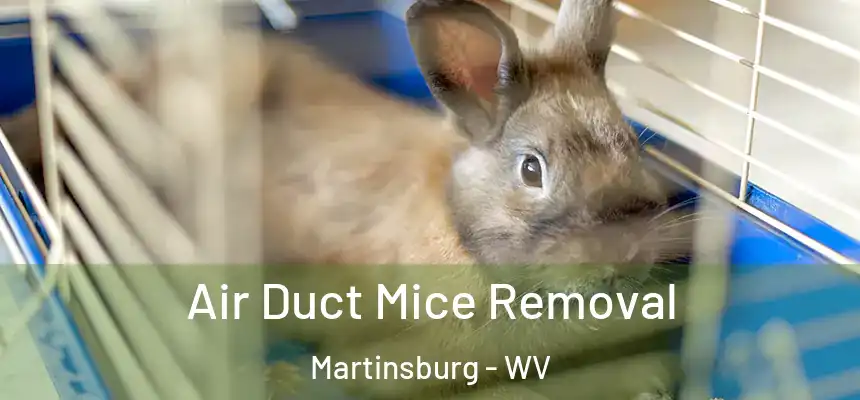  Air Duct Mice Removal Martinsburg - WV